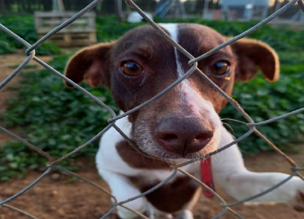 Así puedes adoptar un perro en Sevilla