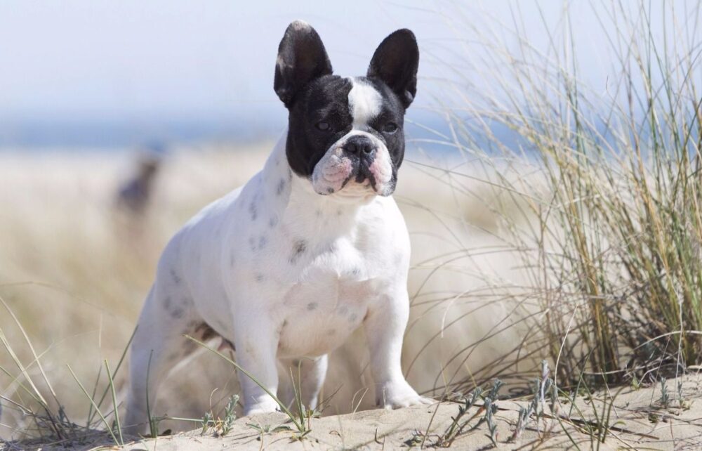 chien influenceur