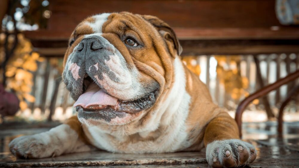 bouledogue
