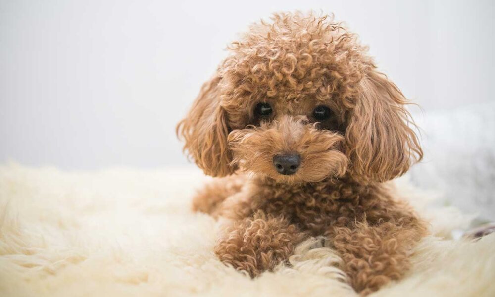 chien influenceur