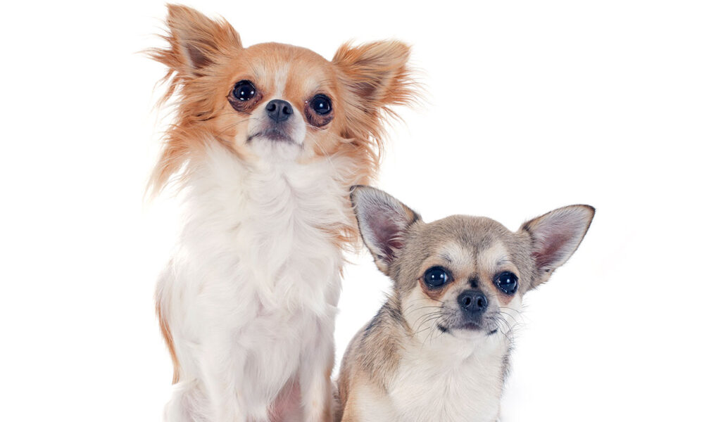 chien influenceur