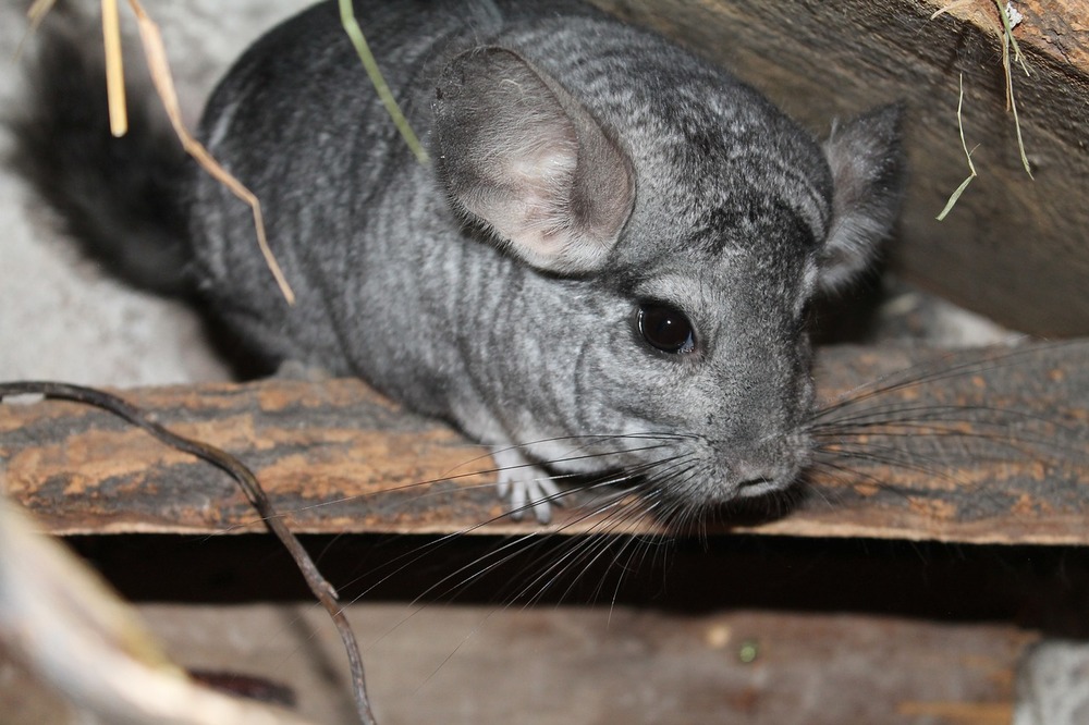 Le chinchilla comme animal de compagnie