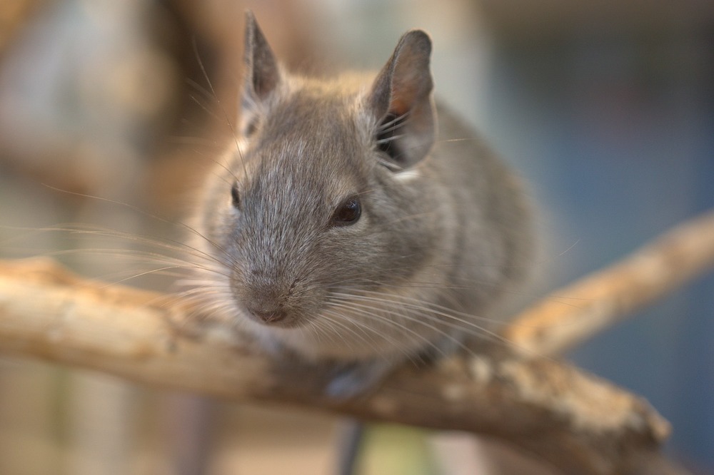 avoir un chinchilla à la maison