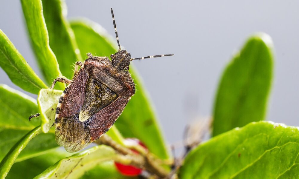 cómo protegen su alimento los escarabajos enterradores