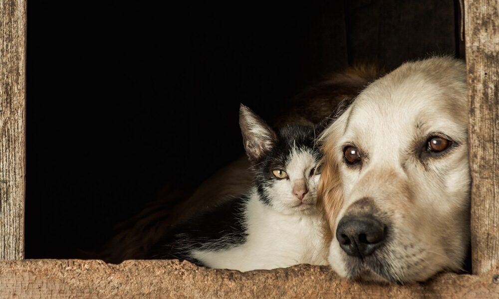 cuántos animales puedo adoptar