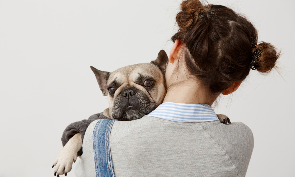 dar cariño a un perro