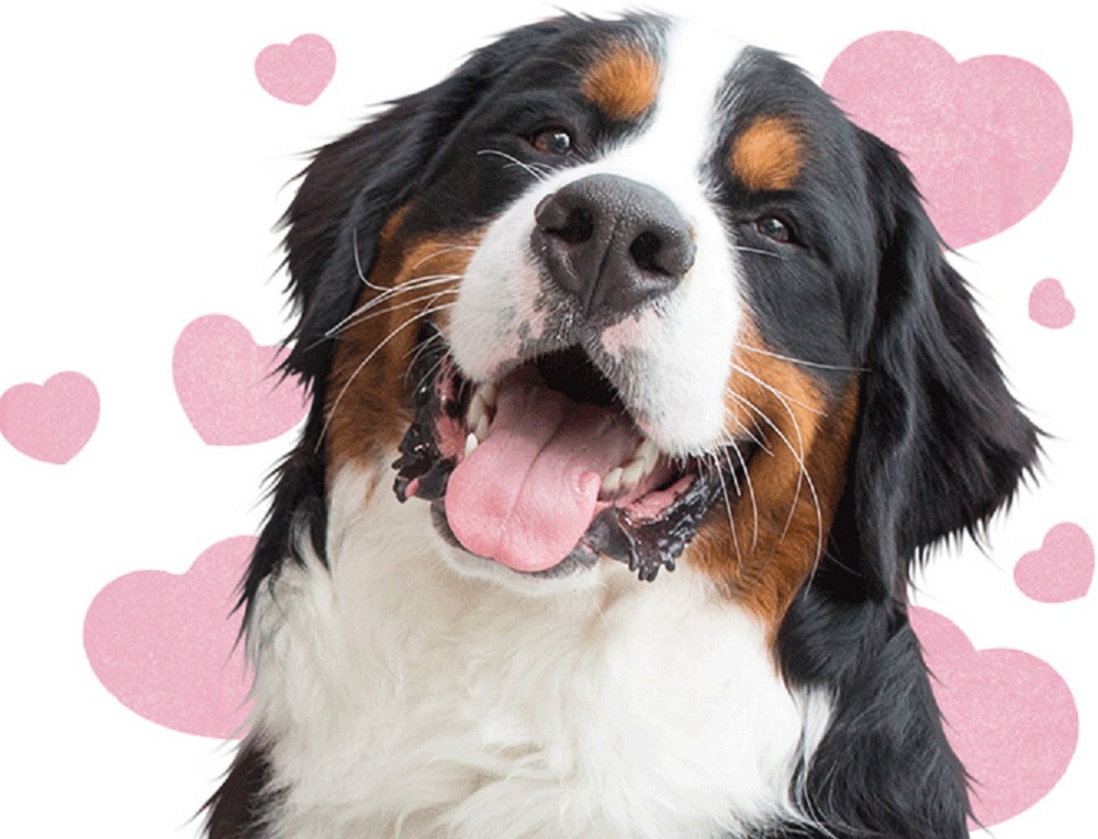 Discover Dogs est la plus grande journée canine du Royaume-Uni
