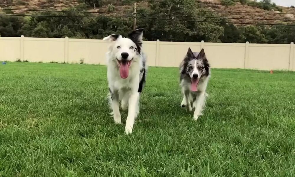 halo y wish