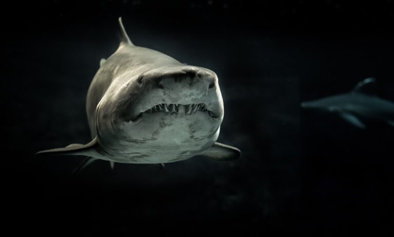 L’importance des requins est un sujet très oublié dont nous devrions tenir compte.