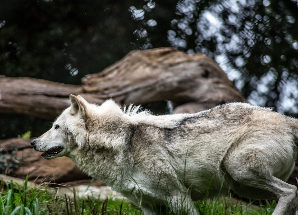 Le loup est un animal spirituel dans les totems des Amérindiens