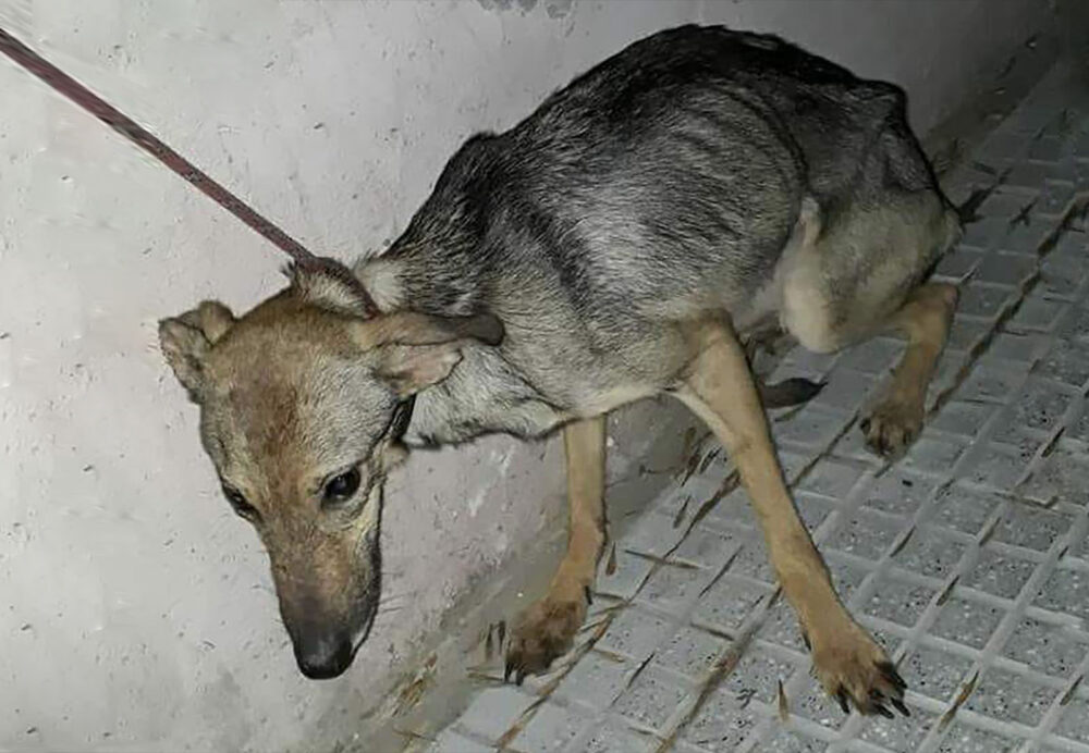 Maltrato animal
