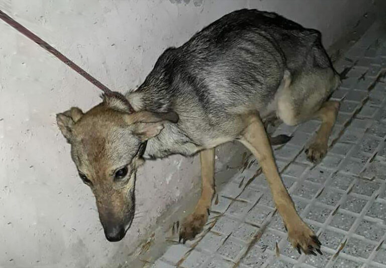 Maltraitance animale