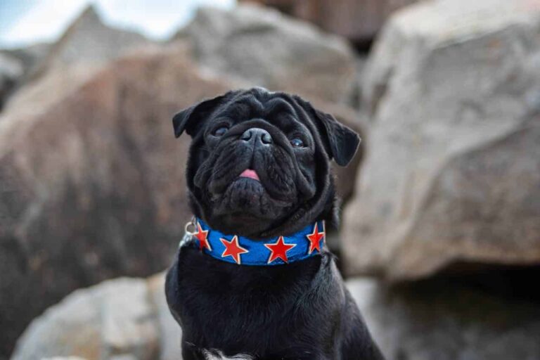 chien influenceur