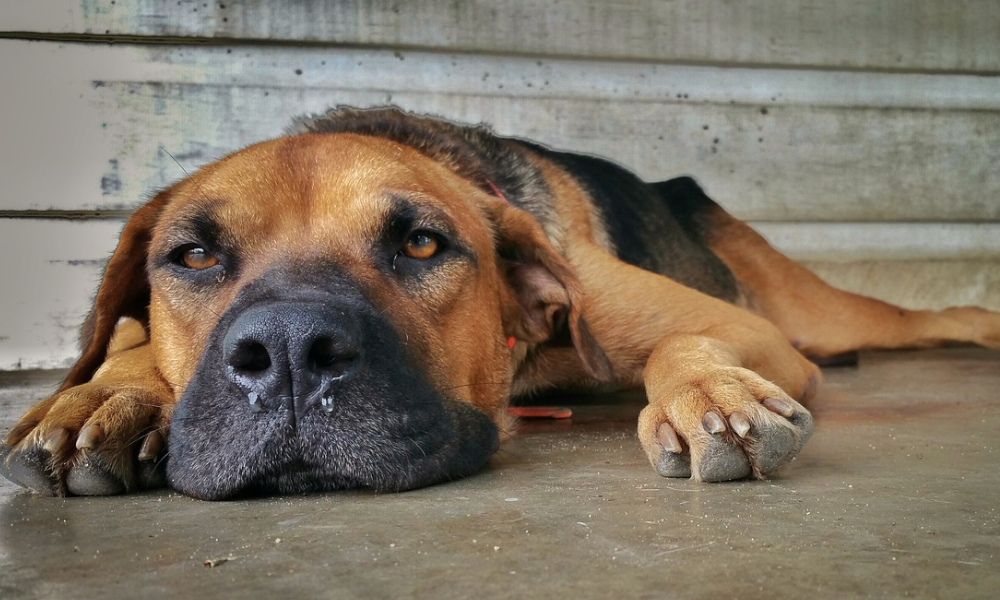 depresión canina: perro triste