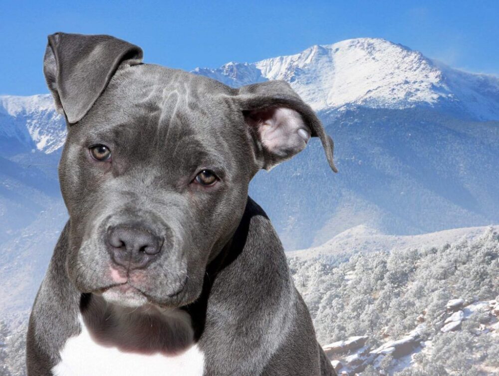 chien influenceur