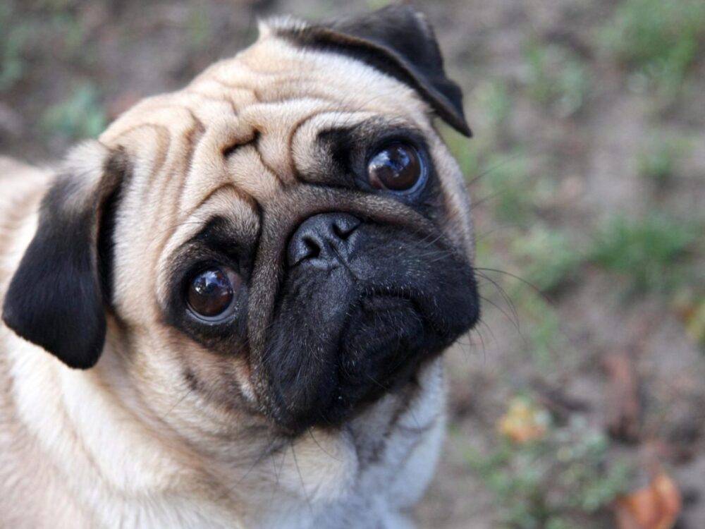 chien influenceur