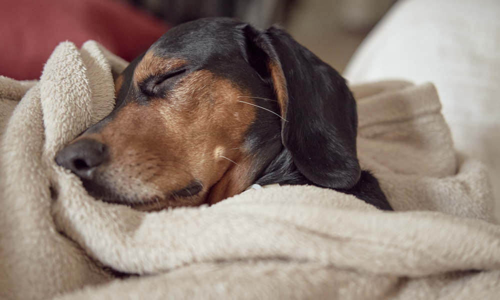 Comment donner un bain à mon chien ? Séchage à la serviette