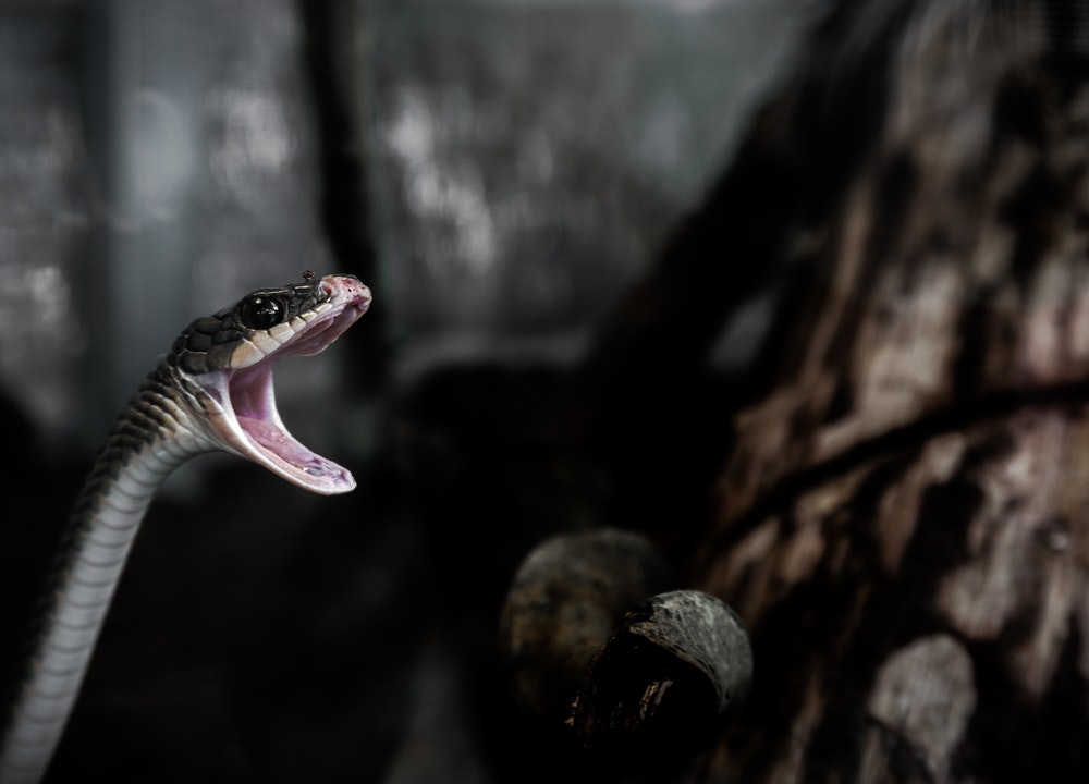 Le serpent est un animal plein de spiritualité