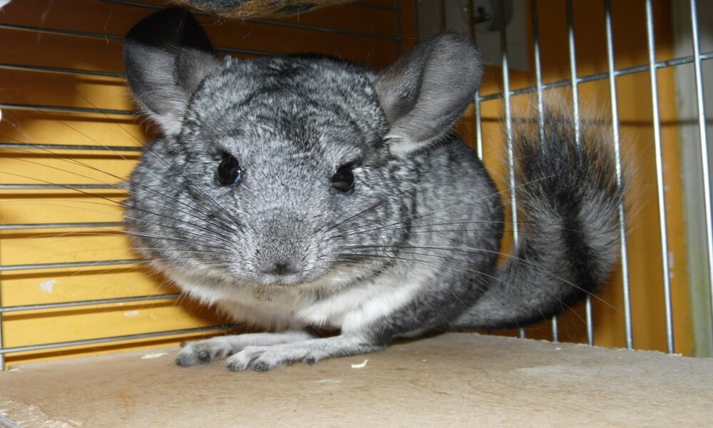 Tener una chinchilla en casa