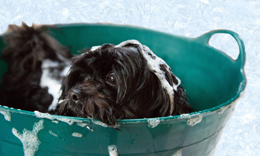 Recomendaciones para bañar a los perros en casa