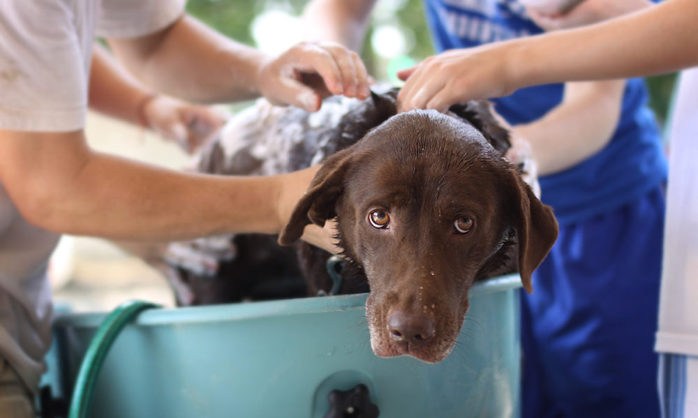 Factores a considerar al baña a los perros