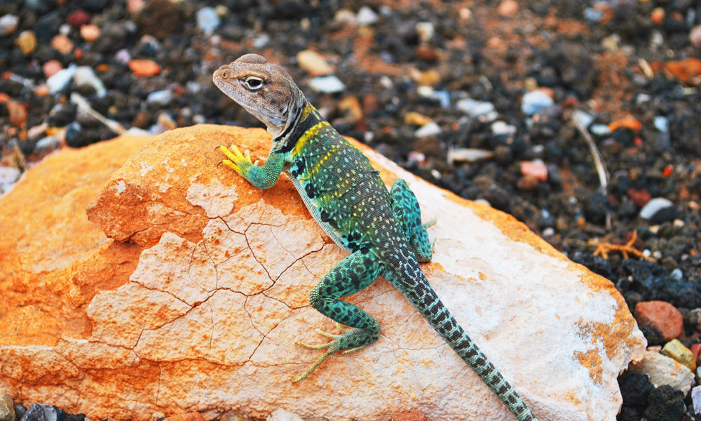 Cuidados que necesita un gecko en casa