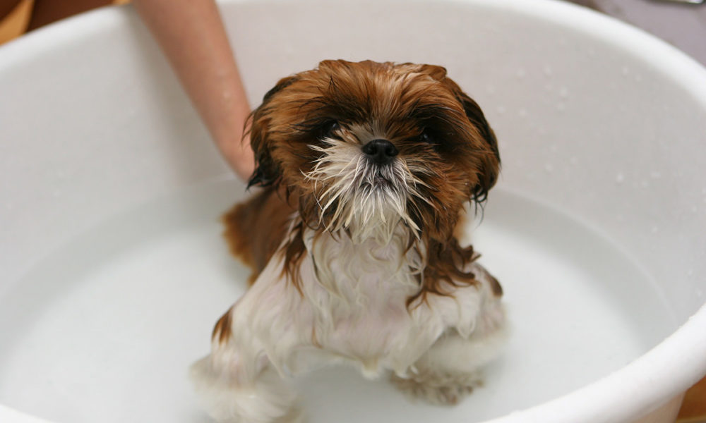 Importancia de bañar a los perros para la salud