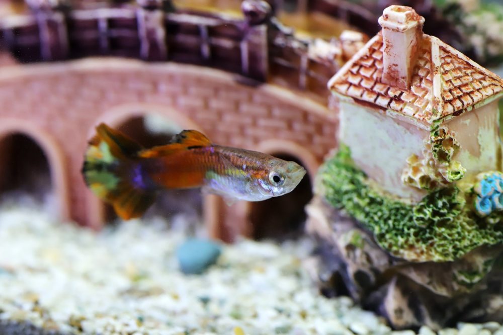 L’eau de Javel est une méthode sûre pour désinfecter l’aquarium.