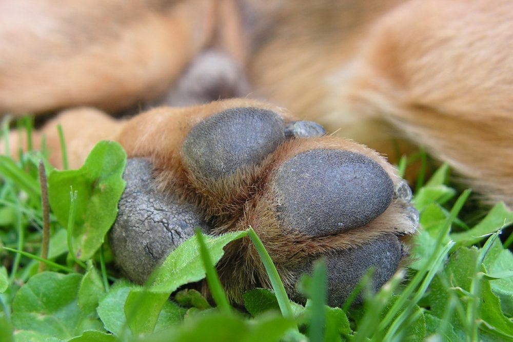 almohadilla de perro agrietada