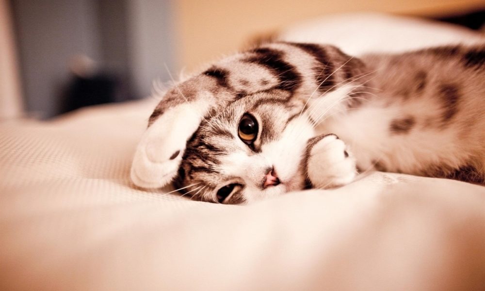 beneficios del ronroneo de los gatos
