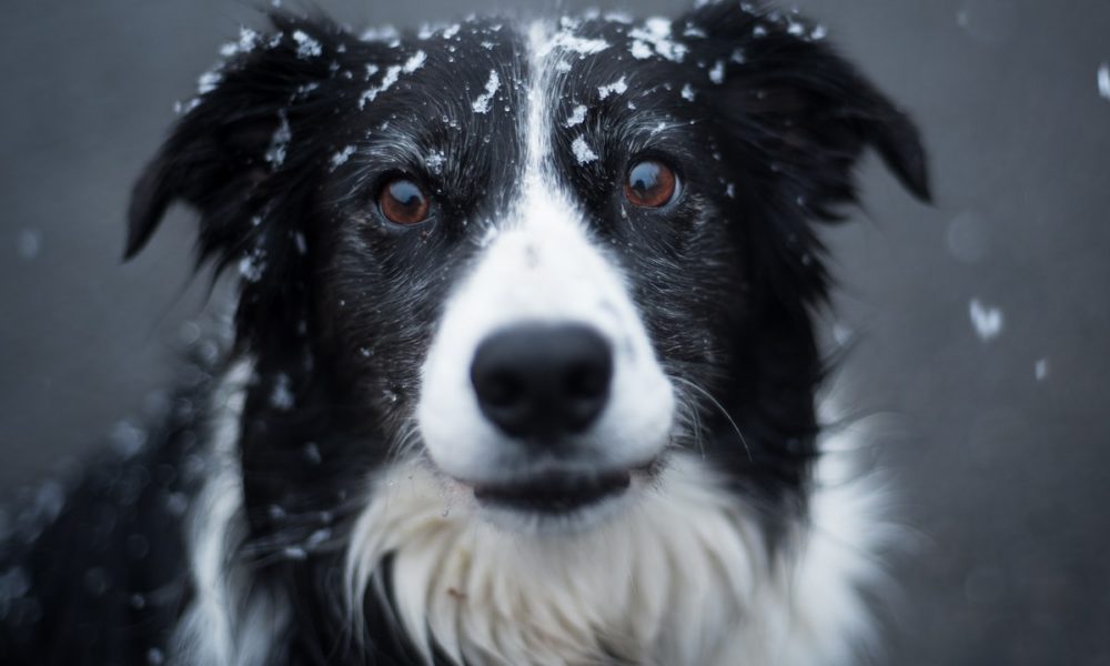 Los border collie son una raza originaria de las tierras fronterizas de Inglaterra y Escocia