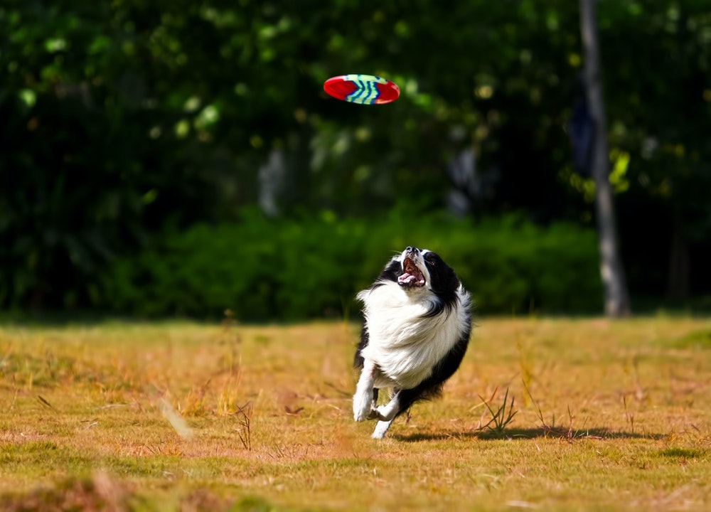 Les Border Collies ne peuvent pas être gardés enfermés : ils sont très actifs.