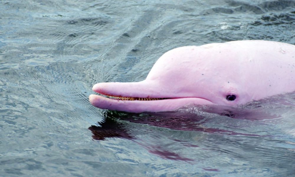 delfines de río