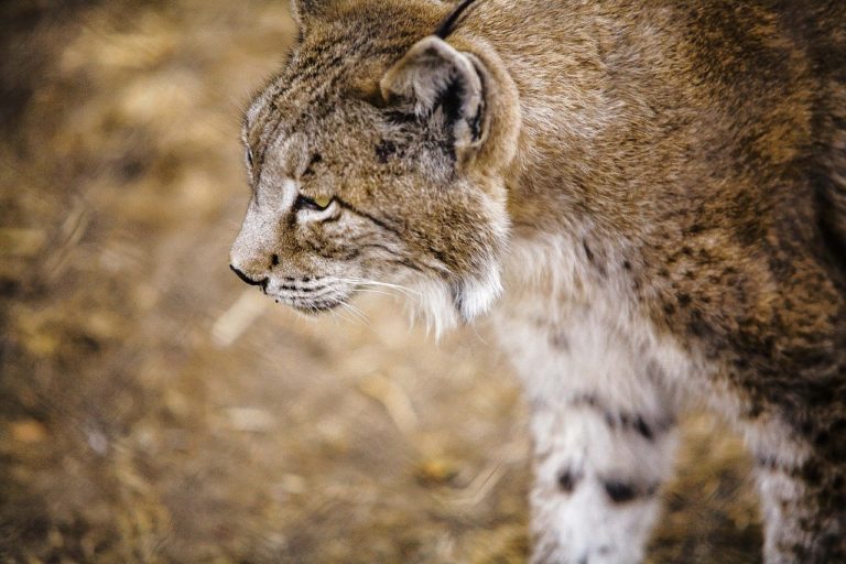 Des personnes font l’objet d’enquêtes pour crimes contre la biodiversité