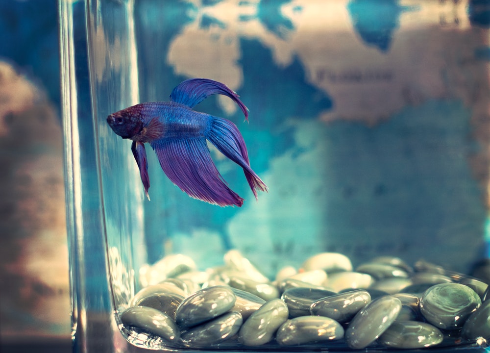 Comment désinfecter un bassin à poissons avec du vinaigre ? C'est simple et rapide.