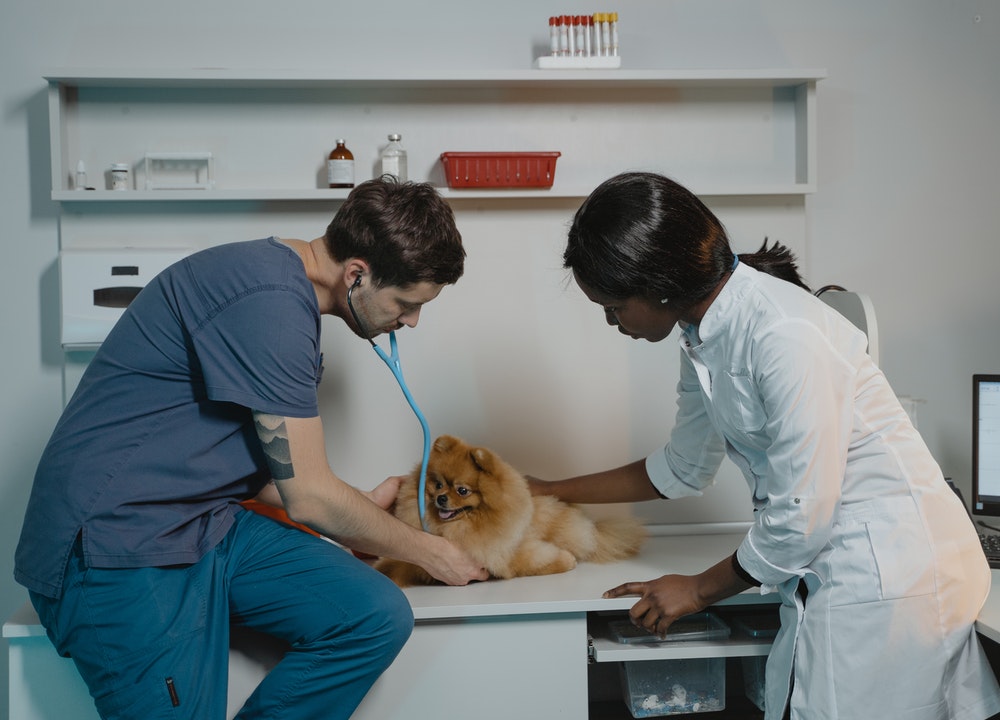 El veterinario es quien debe de indicar un tratamiento adecuado para tu mascota