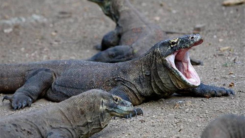 Dragons de Komodo