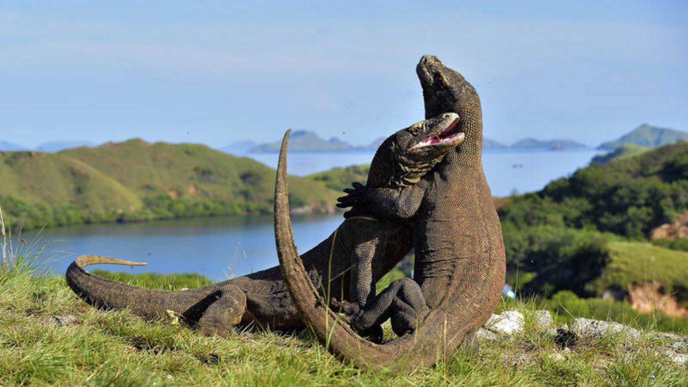 Dragons de Komodo