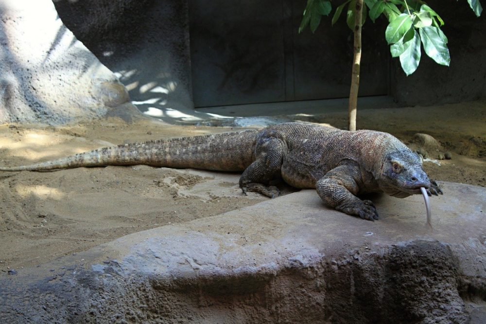 Dragones de Komodo