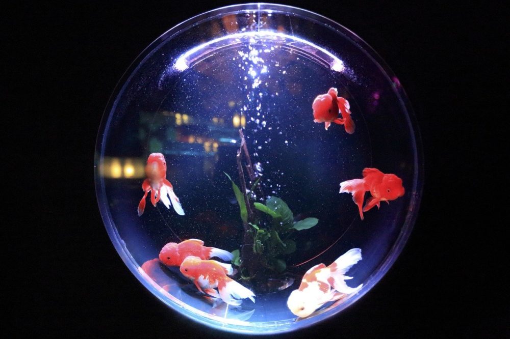 Si te preguntas cómo desinfectar un estanque de peces, puedes hacerlo con lejía o vinagre