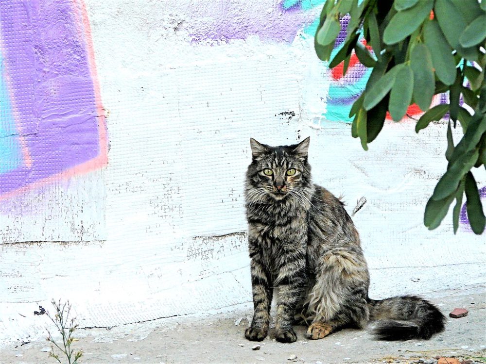 Chat Chimère