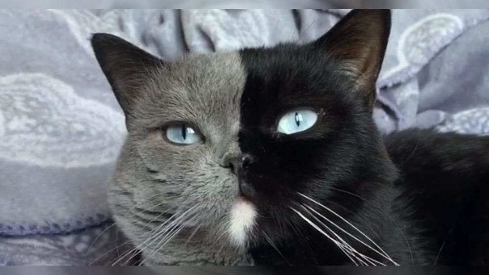 Chat Chimère