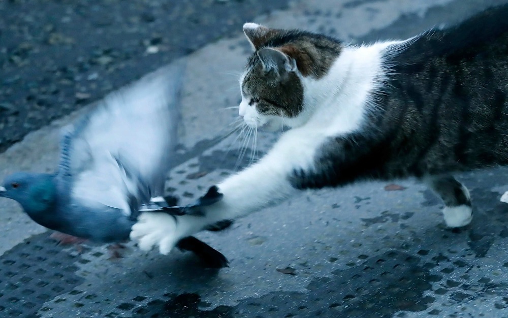Larry le chat est un personnage très apprécié des Britanniques.
