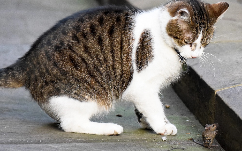 Larry le chat a été recruté pour chasser les rongeurs mais il s'entend bien avec eux.