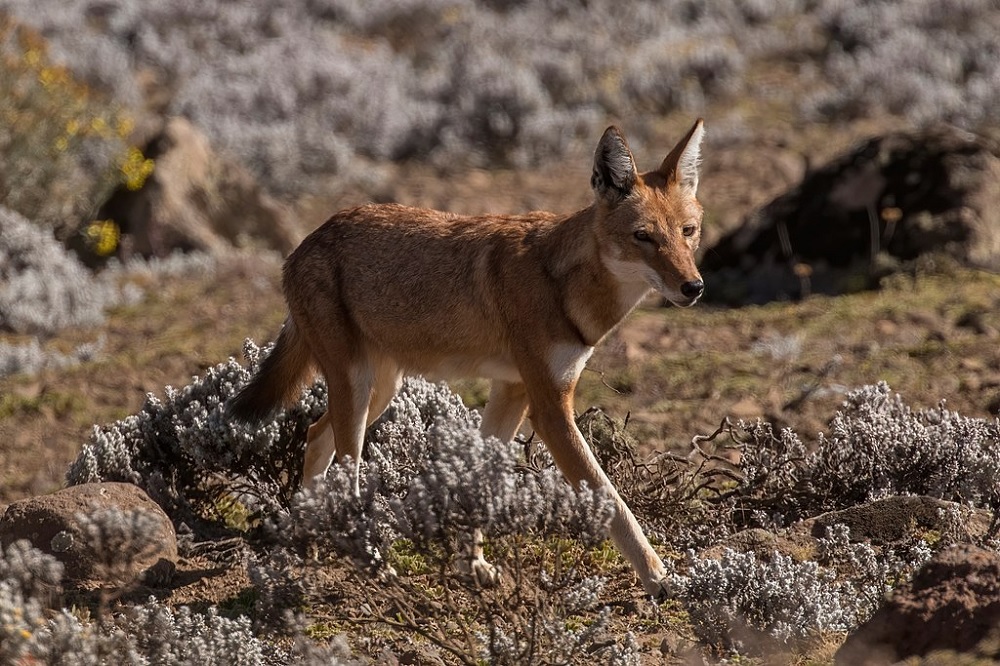 El lobo abisinio o etíope vive en la montaña
