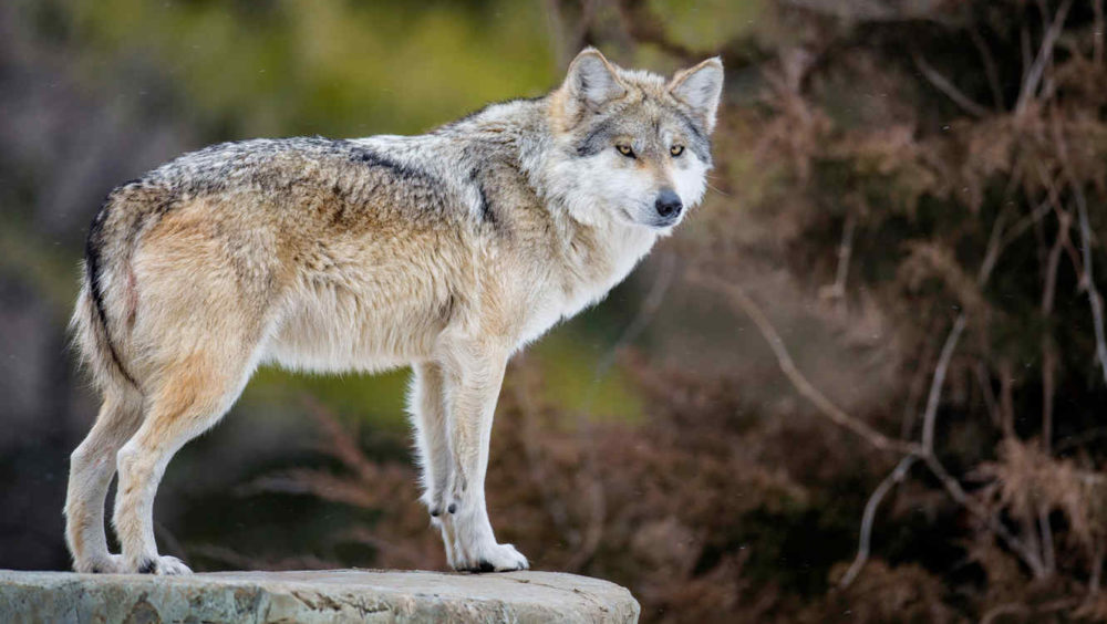 Loup géant