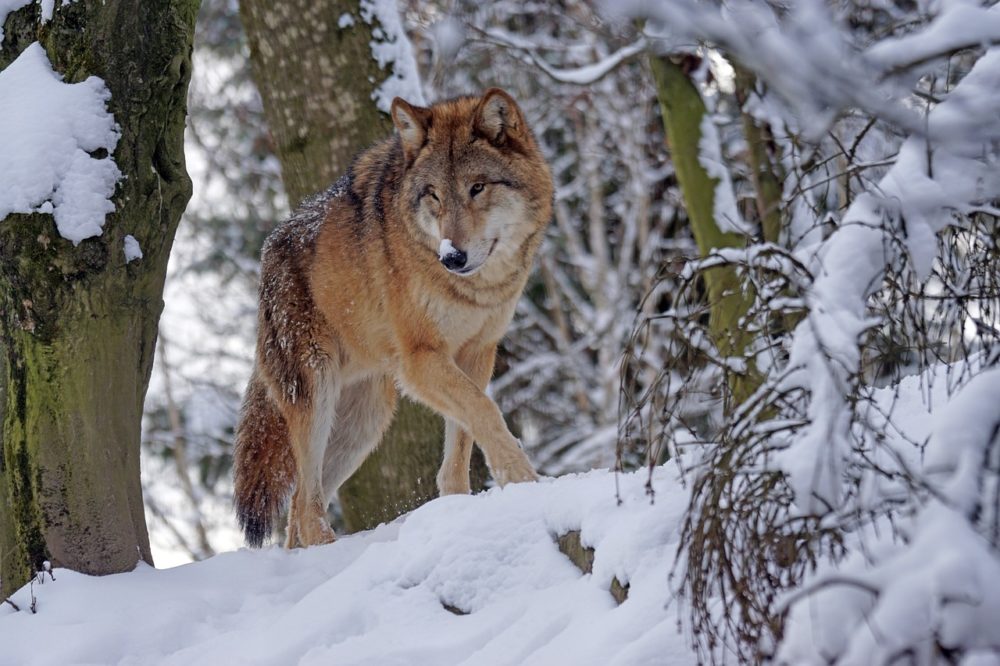 Actualmente hay 3 especies de lobos en peligro de extinción