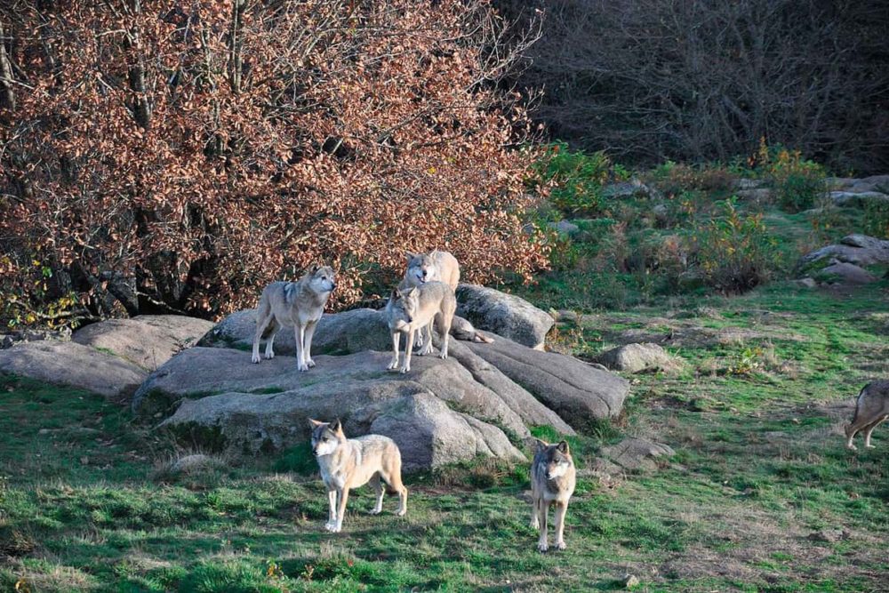Loup géant