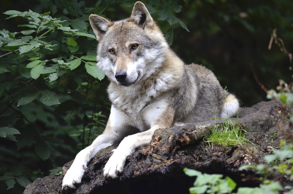 El lobo gris es una de las especies de lobos en peligro de extinción