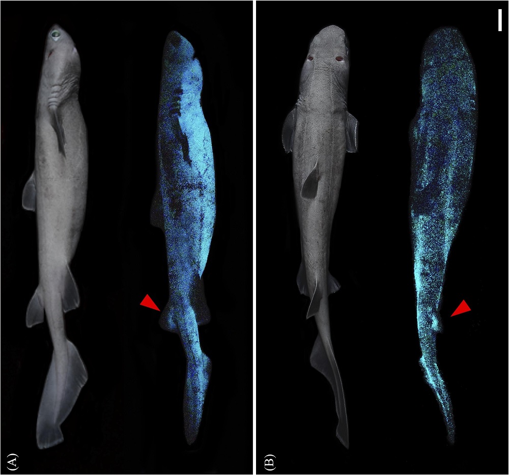 Le plus grand requin lumineux du monde mesure 1,80 mètre